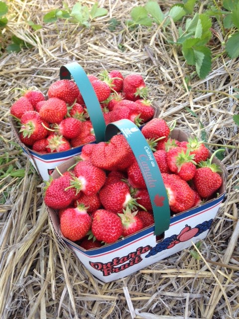 Coulson Ridge Farm | 82 Horseshoe Valley Rd E, Oro Station, ON L0L 2E0, Canada | Phone: (705) 326-9922