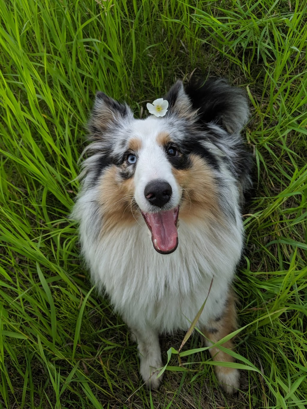 Trackers Pet Supply | 5302A 50 Ave, Athabasca, AB T9S 1G8, Canada | Phone: (780) 675-7977