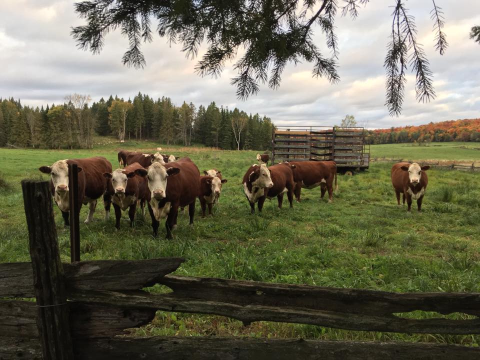 Dutch Harmony Ranch | 2958 ON-520, Burks Falls, ON P0A 1C0, Canada | Phone: (705) 349-0028