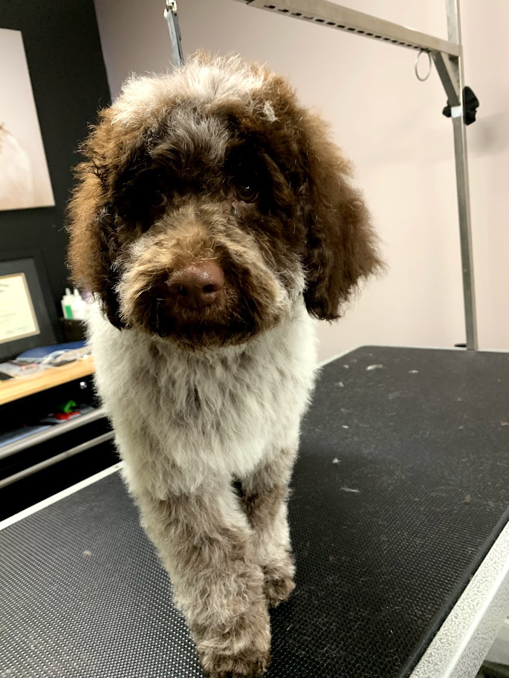 The Pawlour | 21 Temperance St, Bowmanville, ON L1C 1A1, Canada | Phone: (905) 242-7202