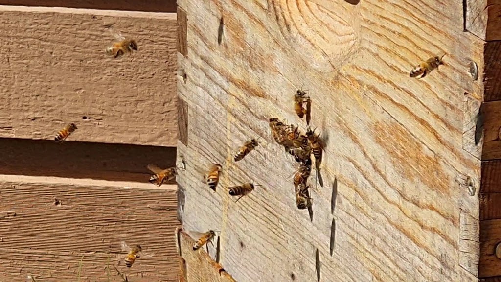Apiary - S&P Honeybees ltd. | 2106 W 36th Ave, Vancouver, BC V6M 1L2, Canada | Phone: (778) 302-8178