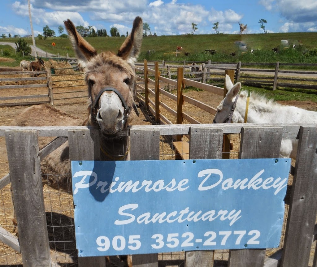 PrimRose Donkey Sanctuary | 1296 Bowmanton Rd, Roseneath, ON K0K 2X0, Canada | Phone: (905) 352-2772