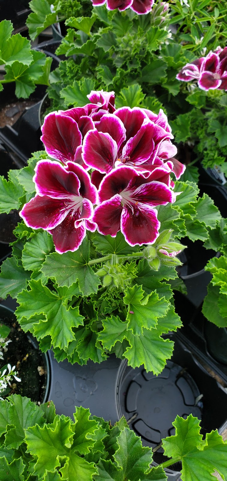 Temperate Garden | 101 Bonnechere St E, Eganville, ON K0J 1T0, Canada | Phone: (613) 628-1048