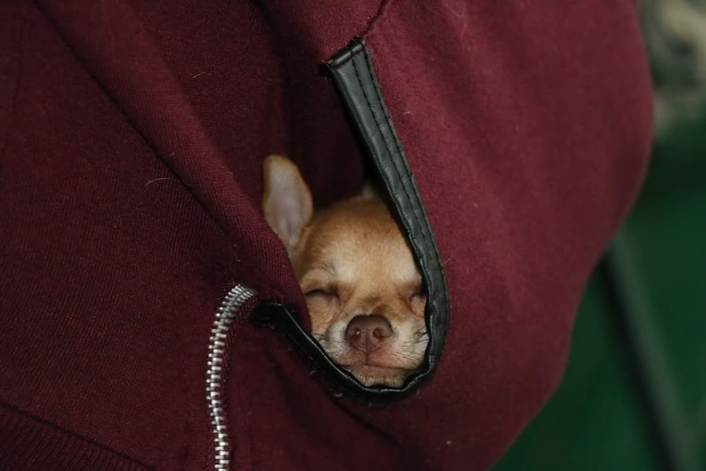Dottea Muskoka Chihuahuas | 1411 Hwy 11 RR2, Kilworthy, ON P0E 1G0, Canada | Phone: (705) 689-8972