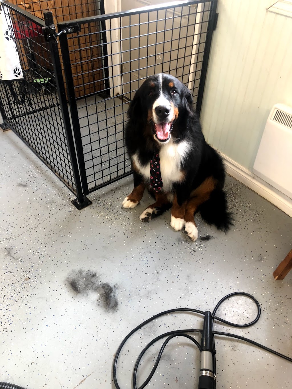 The British Groomer | 754988 55, Woodstock, ON N4S 7V9, Canada | Phone: (519) 532-7686