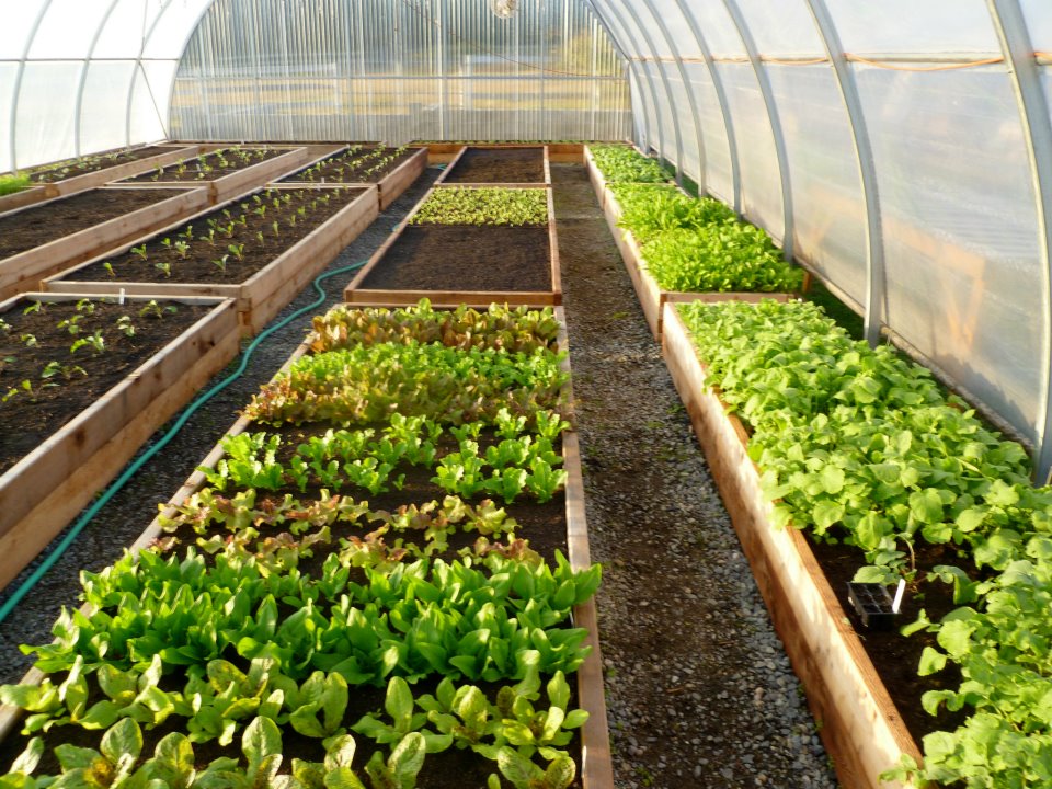Homegrown Co-op | 1720 Benson Rd, Point Roberts, WA 98281, USA | Phone: (604) 953-6612