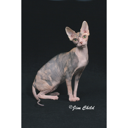Sphynx Canada Cattery | 1439 S Cameron Blvd, Windsor, ON N9B 3C8, Canada | Phone: (519) 791-7922