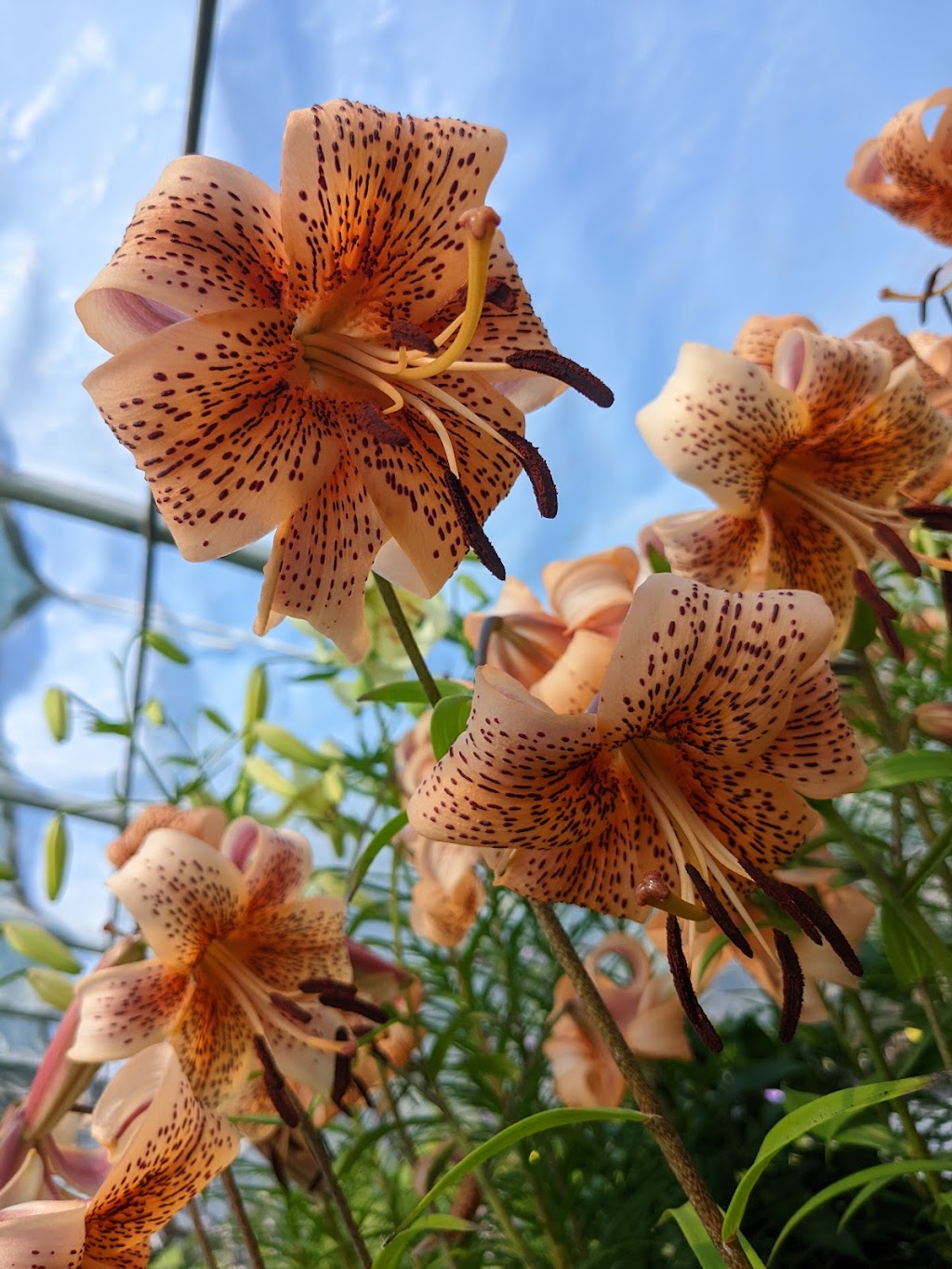 Earth Bound Gardens | 14 Hea Rd, Wiarton, ON N0H 2T0, Canada | Phone: (519) 534-2483