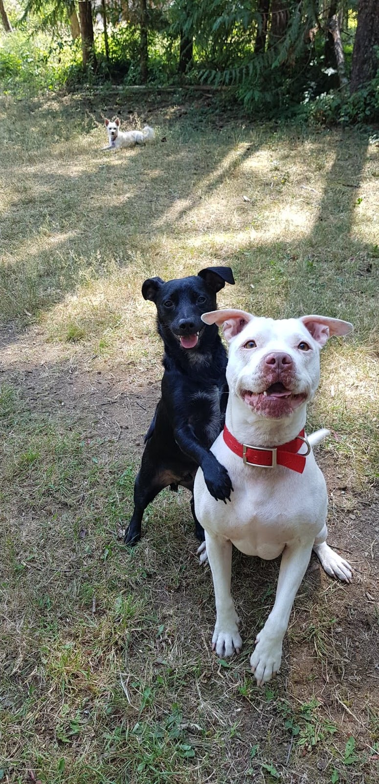 Errington Pet Lodge | 1227 Bowlby Rd, Errington, BC V0R 1V0, Canada | Phone: (250) 248-3637