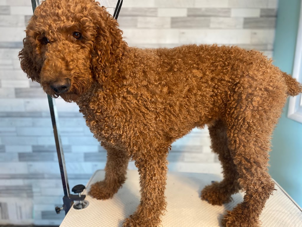 Classy K9s Dog Spaw | 63 Rich Ave, Cambridge, ON N1R 2A4, Canada | Phone: (226) 505-0912