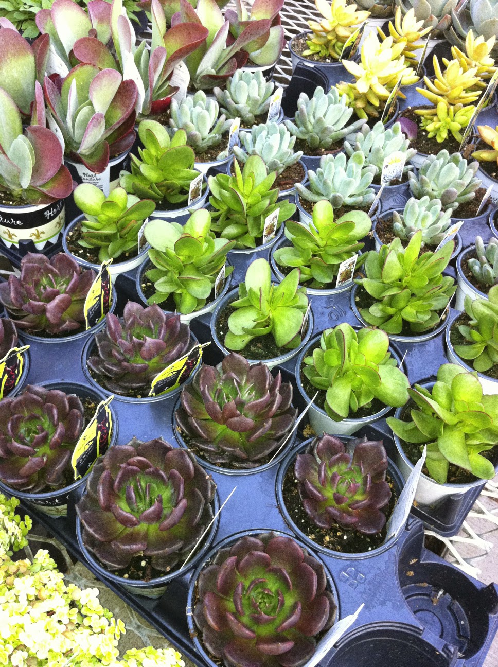Marvins Gardens Greenhouse | 910 2nd Ave E, Waldheim, SK S0K 4R0, Canada | Phone: (306) 945-5503
