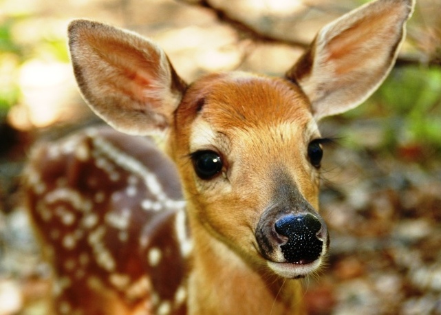 Woodlands Wildlife Sanctuary | 2146 Duck Lake Rd, Minden, ON K0M 2K0, Canada | Phone: (705) 286-1133