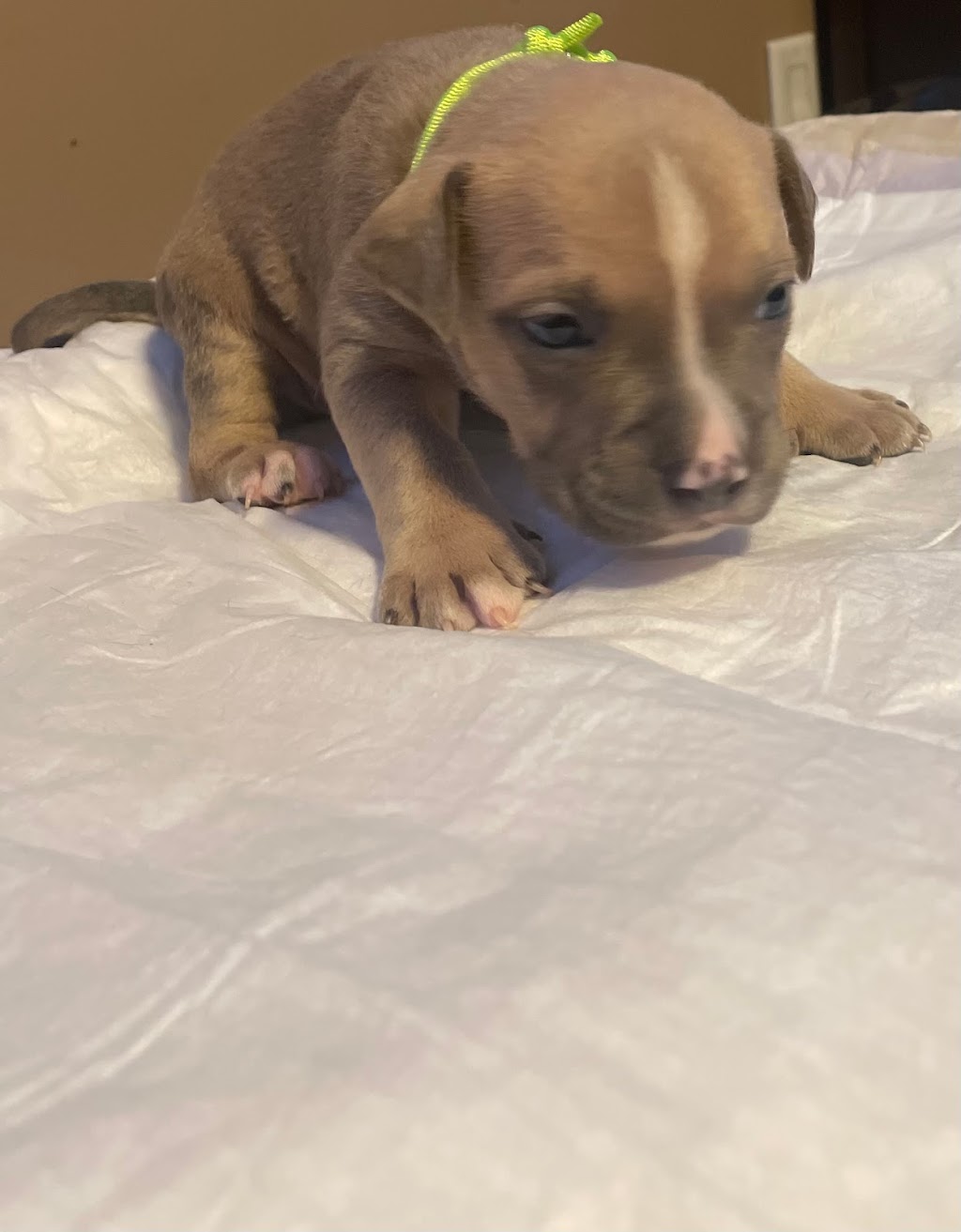 Alpha Centauri Kennels | Old Weston Rd, Toronto, ON M6N 3B3, Canada | Phone: (647) 989-4354