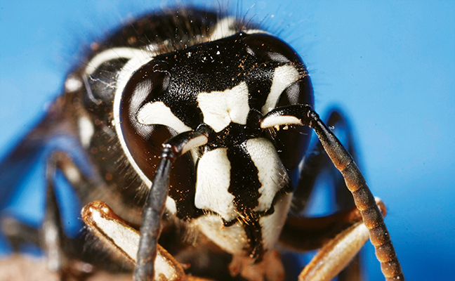 AAA Pest Protection Svc | 283 Alma St, St Thomas, ON N5P 3B9, Canada | Phone: (519) 631-4662