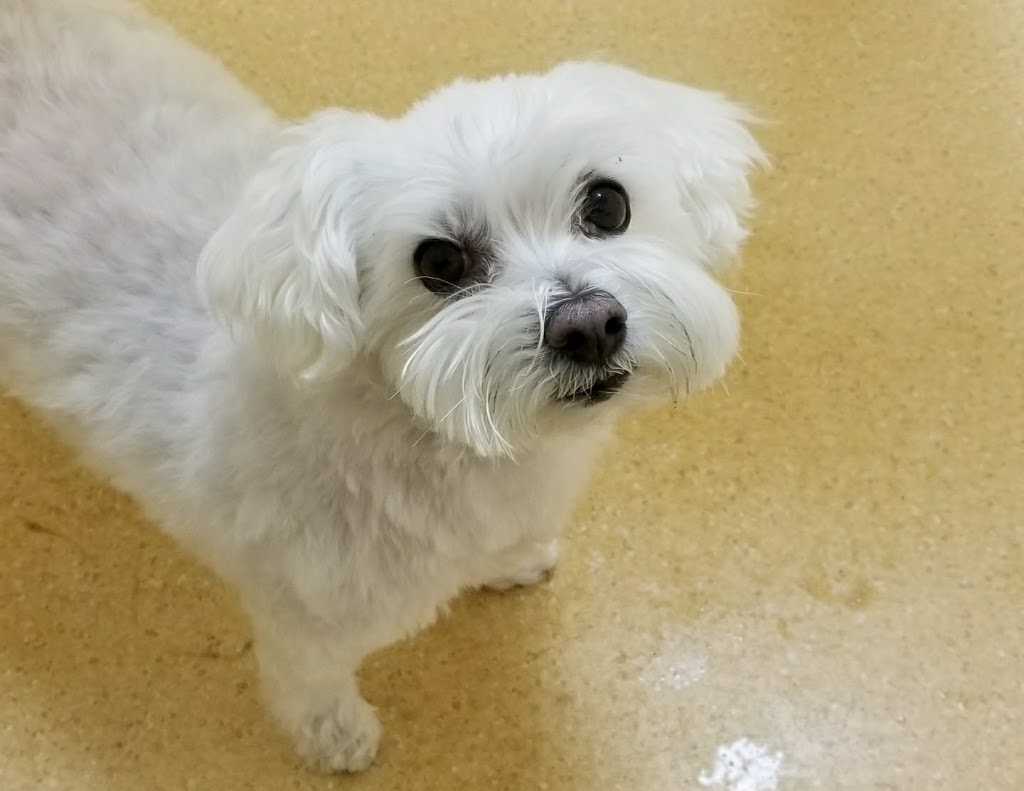 Whyte Ridge Veterinary Hospital | 151 Scurfield Blvd, Winnipeg, MB R3Y 1L6, Canada | Phone: (204) 487-6090