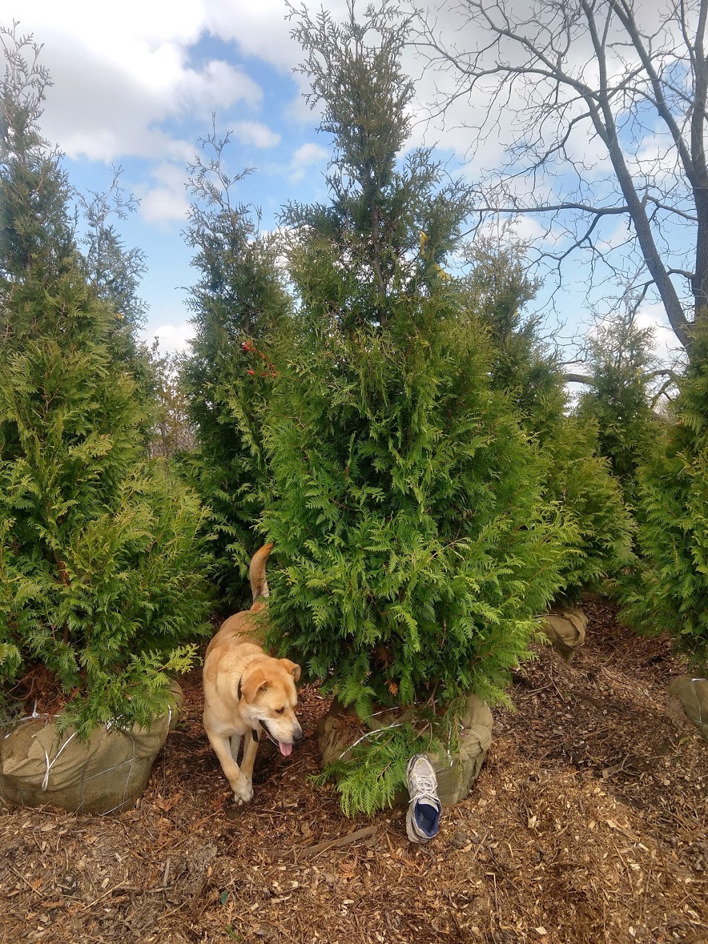 Cedarbrook Tree Farm | 10326 Hedley Dr RR#2, Ilderton, ON N0M 2A0, Canada | Phone: (519) 495-4778