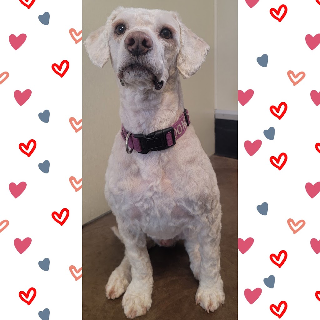 Queen of Hearts Pet Grooming | 19005 Township Rd 520, Tofield, AB T0B 4J0, Canada | Phone: (587) 594-5748