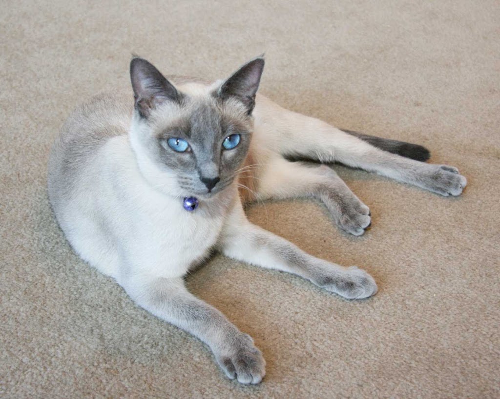 Larami Cattery | 11361 Maple Crescent, Maple Ridge, BC V2X 1R2, Canada | Phone: (604) 459-9954