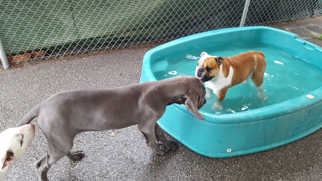 Pet Pawsitives Luxury Pet Resort Inc | 411C Dundas St E, Belleville, ON K8N 1E7, Canada | Phone: (613) 779-5900