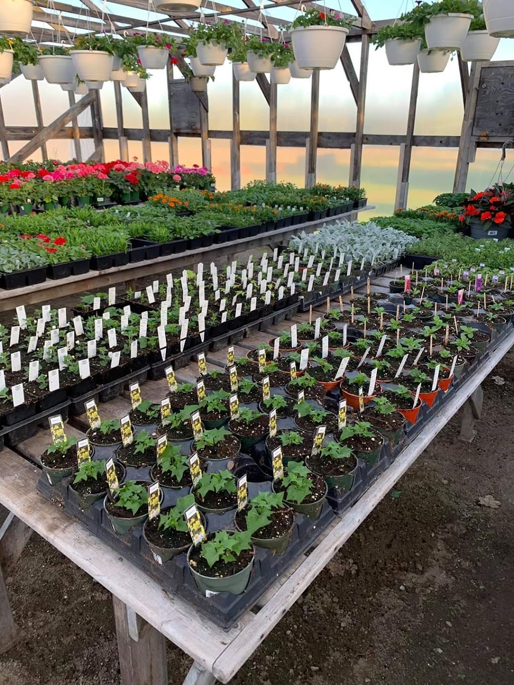 Greenes Garden Patch | 9664 NB-8, Blissfield, NB E9C 1L6, Canada | Phone: (506) 365-0499