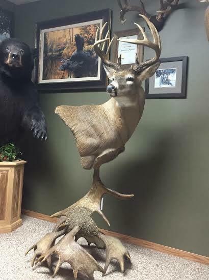 Wild North Taxidermy | 14 Rosa St, Lorette, MB R5K 1E2, Canada | Phone: (204) 226-8718