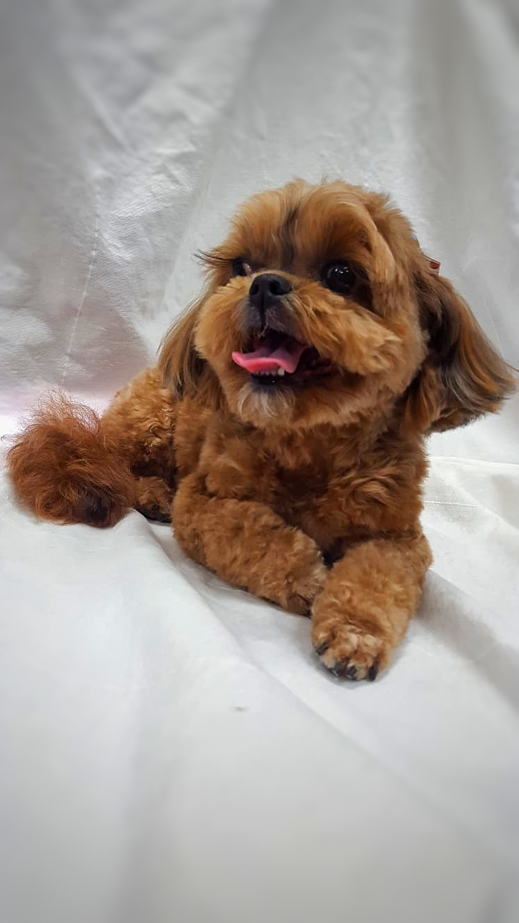 Nancys Dog Grooming | 3947 Waterton Crescent, Abbotsford, BC V3G 1J8, Canada | Phone: (604) 859-9867