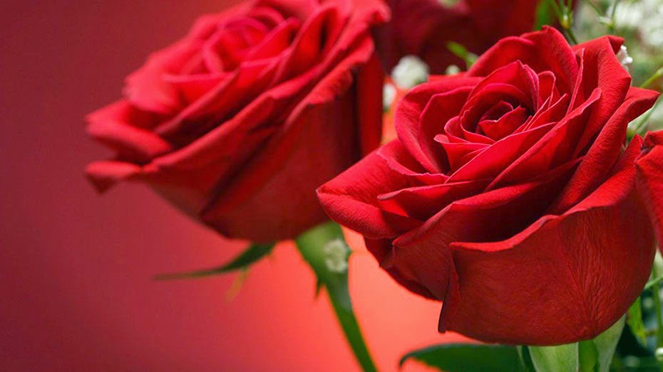 Fleuriste Aux Fleurs du Temps Québec | 1245 Ch Ste-Foy, Québec, QC G1S 4P2, Canada | Phone: (418) 683-3033