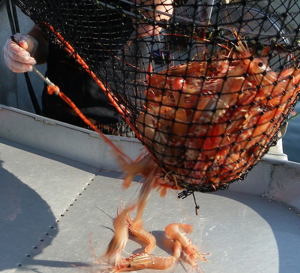 Pacific Prawn Fishermen’s Association | 2174 Sun Valley Dr, Nanaimo, BC V9T 6K6, Canada | Phone: (250) 802-3483