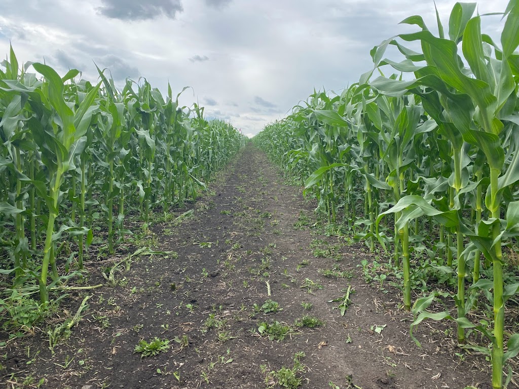 CORNUCOPIA 2022 | Range Rd 262, Ponoka, AB T4J 1R4, Canada | Phone: (403) 302-8818