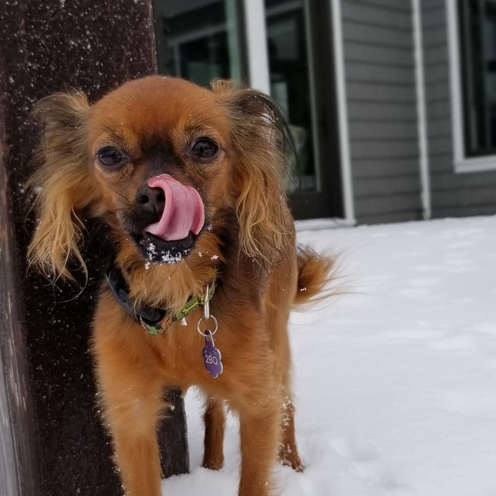 Lisa’s pet care | Rosslinn Rd, Cambridge, ON N1S 3K1, Canada | Phone: (519) 716-6902