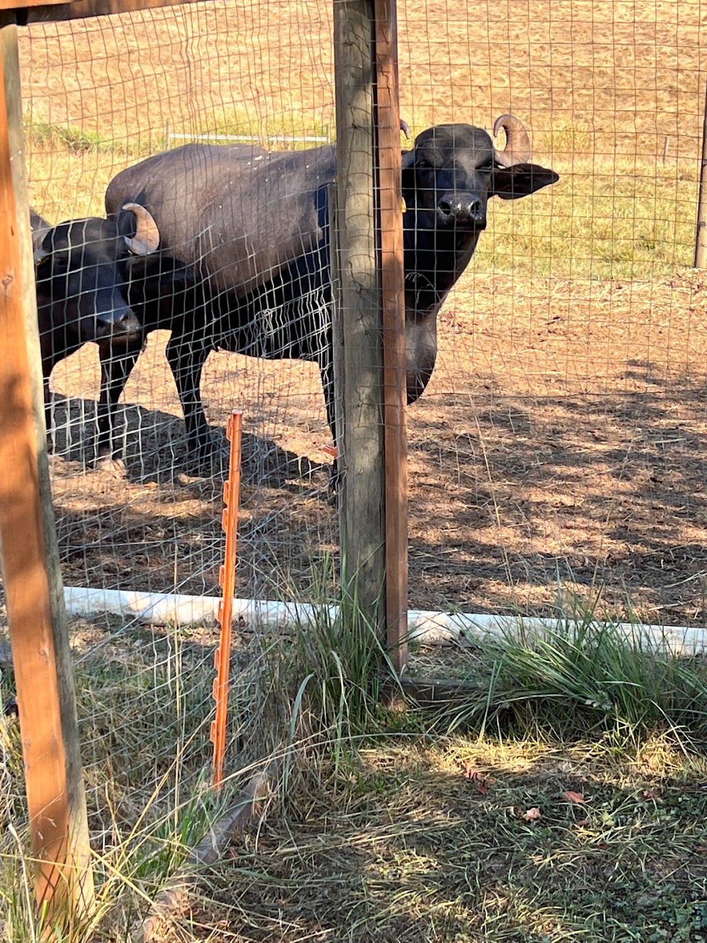 Coleman Meadows Farm | Alberni-Clayoquot D, BC V9Y 8Y9, Canada | Phone: (250) 724-0876