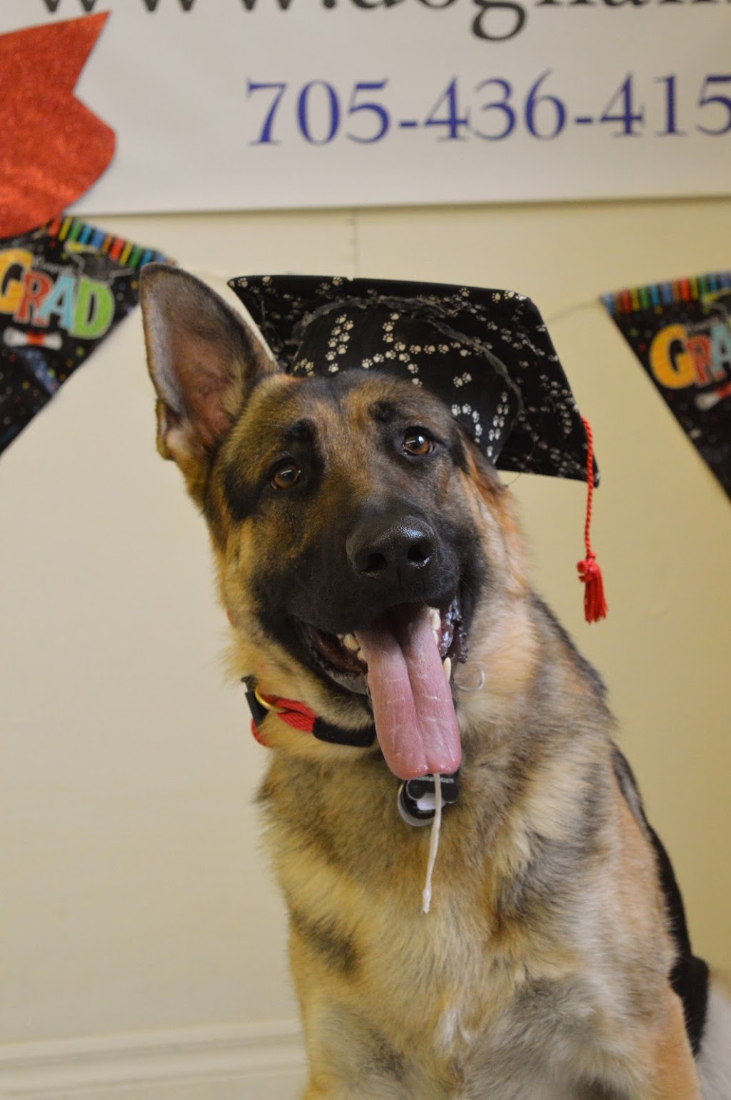 The Dog Nanny Canine Training Academy | 1963 Innisfil Beach Rd, Innisfil, ON L9S 4B4, Canada | Phone: (705) 436-4158