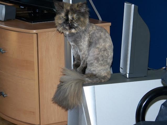 Toilettage chez Puncho | 111 Rue des Pins, Ange-Gardien, QC J0E 1E0, Canada | Phone: (514) 757-6760