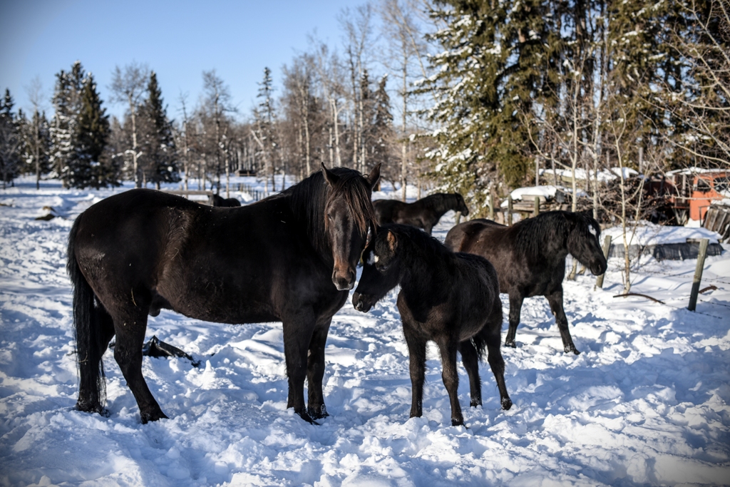 Canadian Hay Ranch | 30501 Range Road 45 Mailing address: Box 251, Cremona, AB T0M 0R0, Canada | Phone: (403) 990-1159
