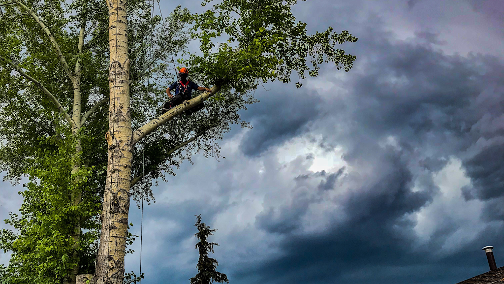 Total Tree Solutions Ltd | 24137 Old Banff Coach Rd NW, Calgary, AB T3Z 3N4, Canada | Phone: (403) 400-4572
