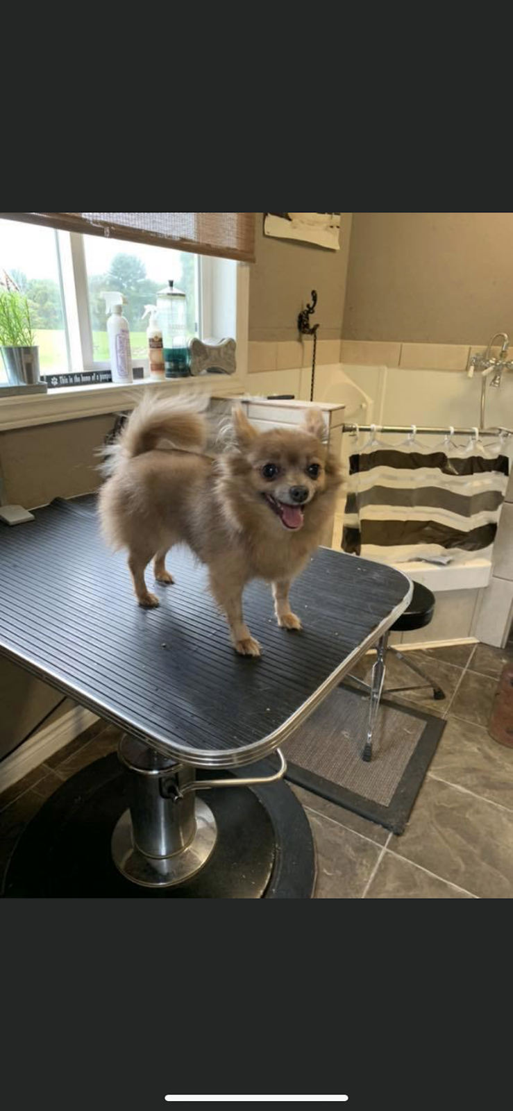 Julies Pampered Pets | 58183 Calton Line, Vienna, ON N0J 1Z0, Canada | Phone: (226) 456-5857