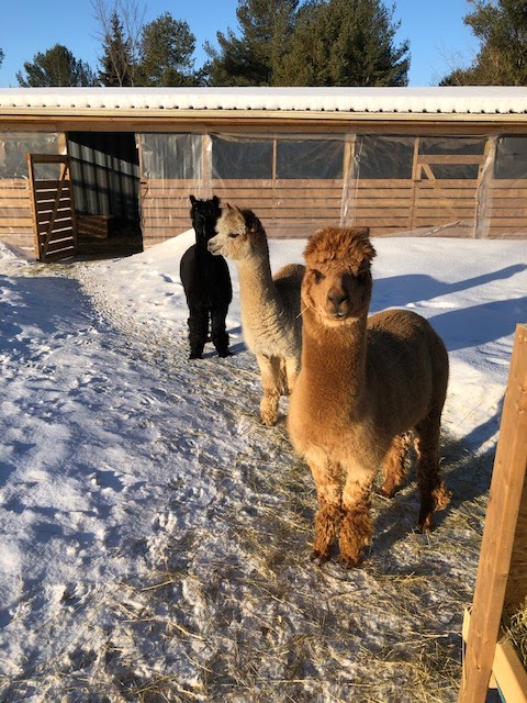 Windmill Point Alpaca Farm | 24 Otter Ln, Coboconk, ON K0M 1K0, Canada | Phone: (289) 969-0314