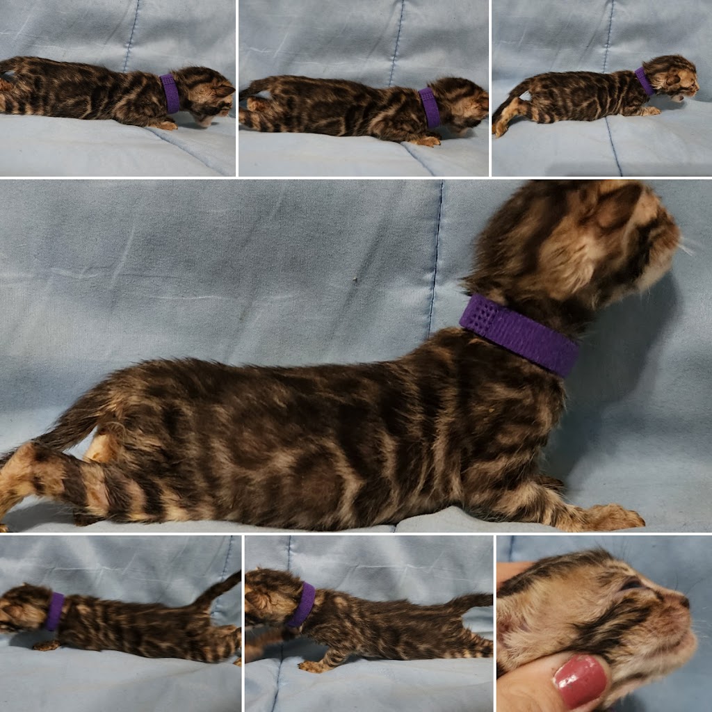 KW Bengals | Alison Ave, Cambridge, ON N1R 1N2, Canada | Phone: (519) 778-9502