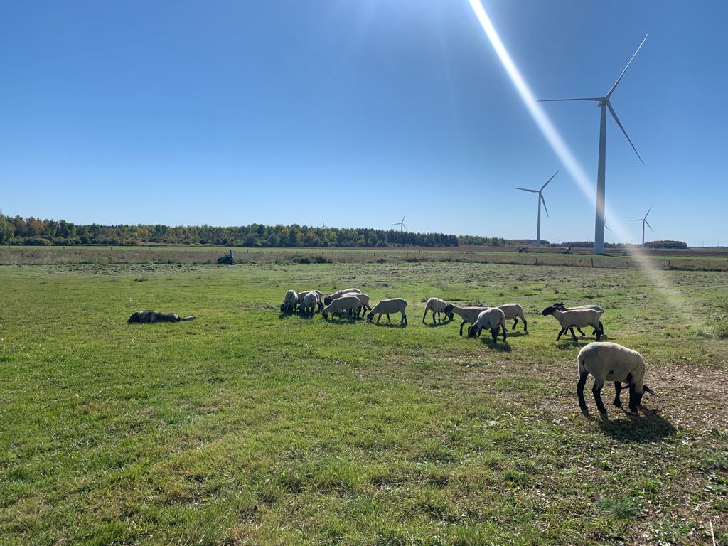 Northrock Farm | 255600 9 Line, Amaranth, ON L0N 1S0, Canada | Phone: (647) 409-3029