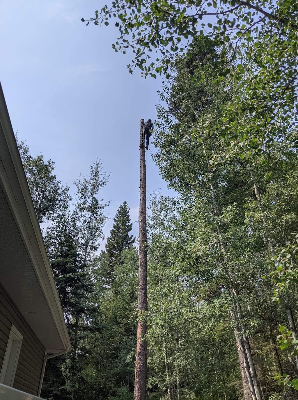 Cypress Tree & Lawn Care | 1024 2 St E, Prince Albert, SK S6V 0G7, Canada | Phone: (306) 999-2230