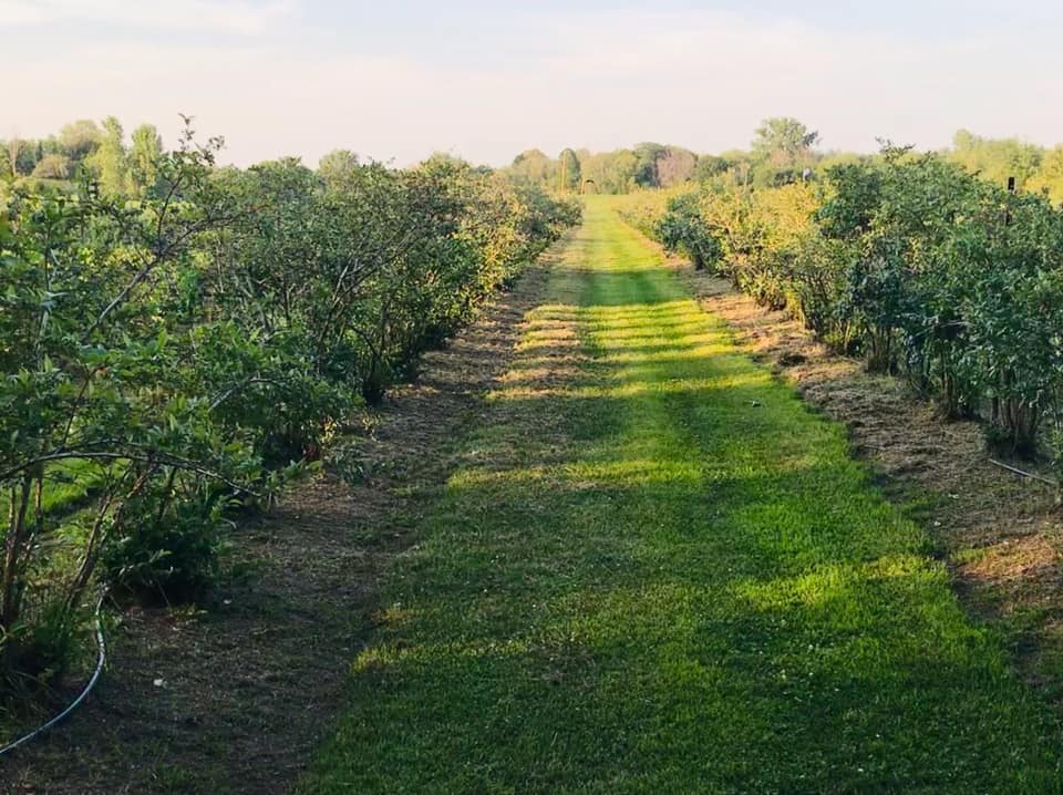 Bleuetière Ferme le Champ-Plein | 325 3e Rang, Sainte-Hélène-de-Bagot, QC J0H 1M0, Canada | Phone: (450) 791-2055