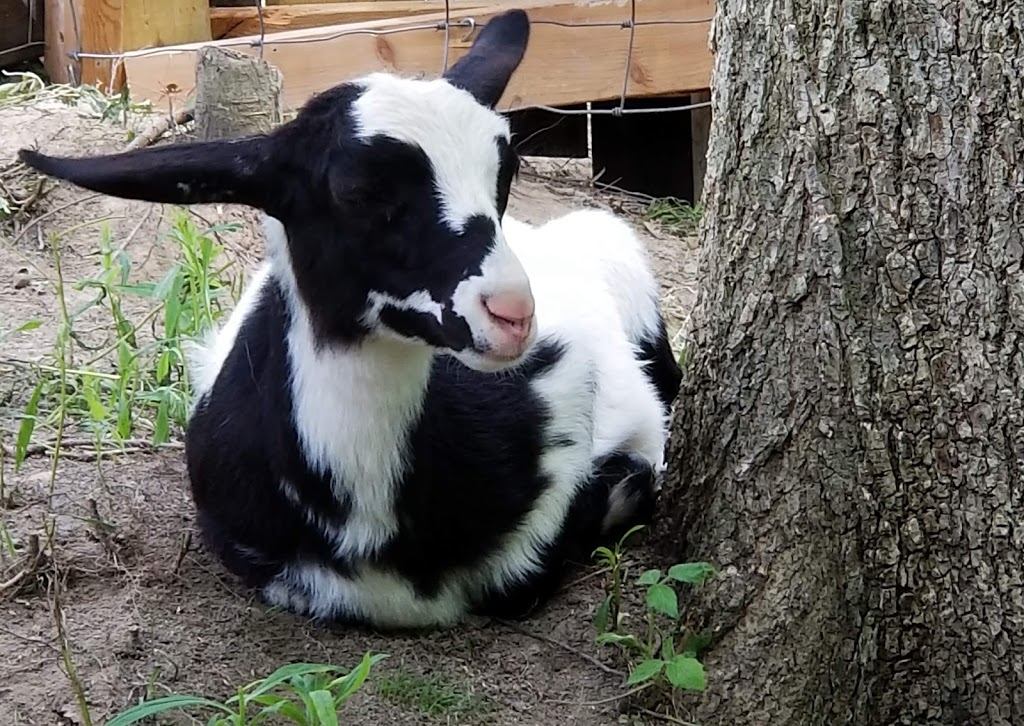 The Sticky Chicky Farm | 8255 Frith Rd, Columbus, MI 48063, USA | Phone: (810) 531-6004