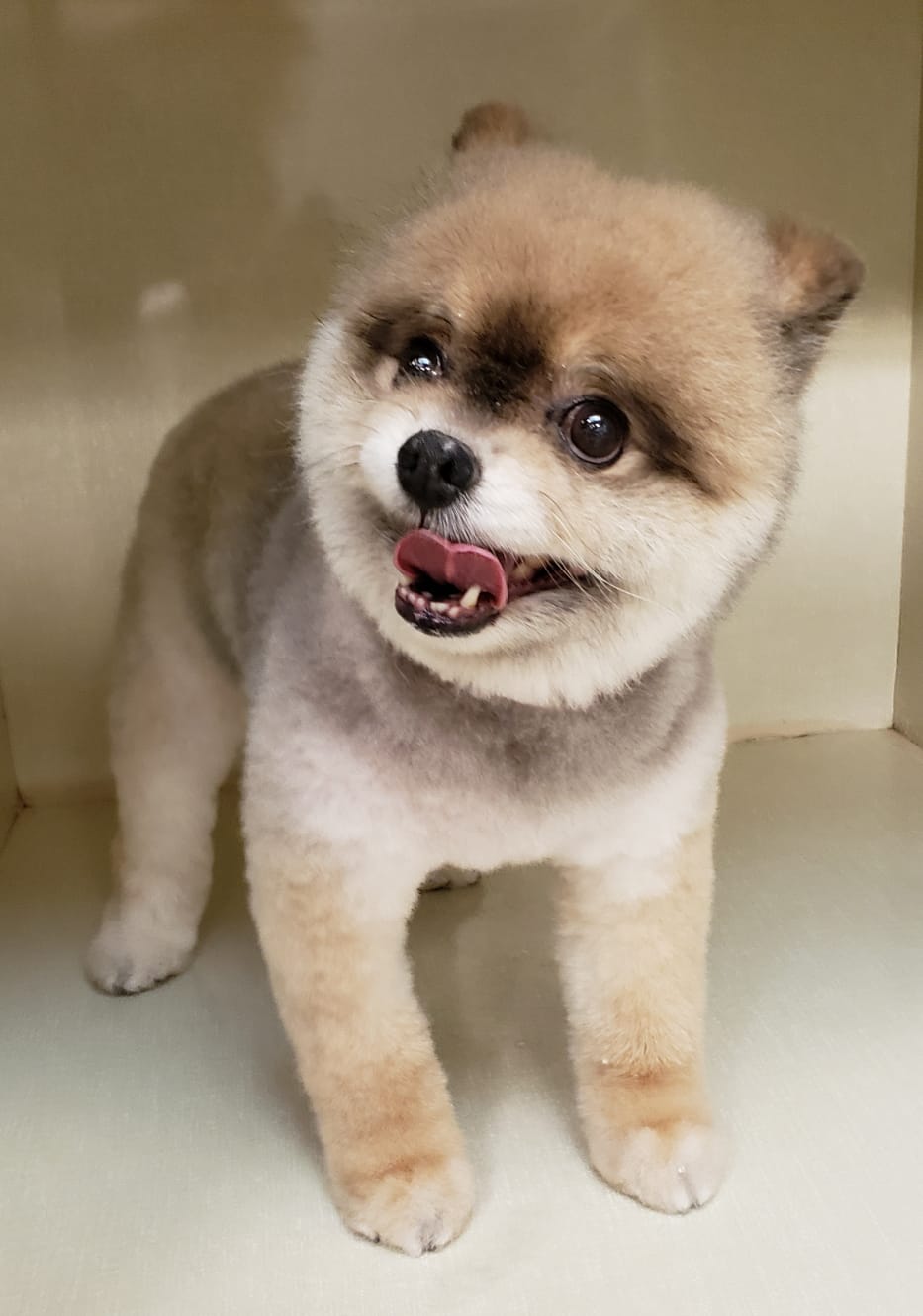 Pet Grooming | 57 Viking Rd, Winnipeg, MB R2N 4A7, Canada | Phone: (204) 951-0068