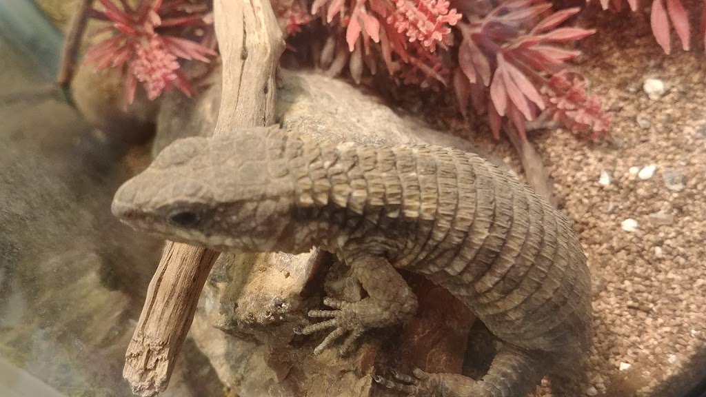 Animalerie de Granby | 9 Rue Évangéline, Granby, QC J2G 8K3, Canada | Phone: (450) 378-5069