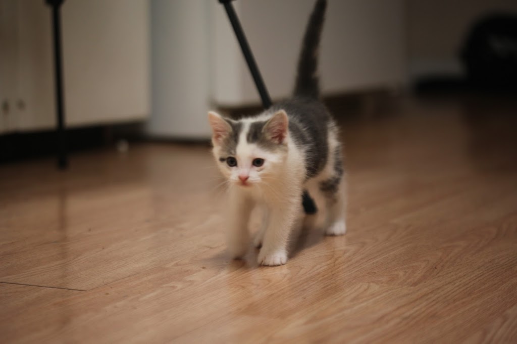 Surrey Animal Hospital | 7135 138 St, Surrey, BC V3W 7T9, Canada | Phone: (604) 592-2181