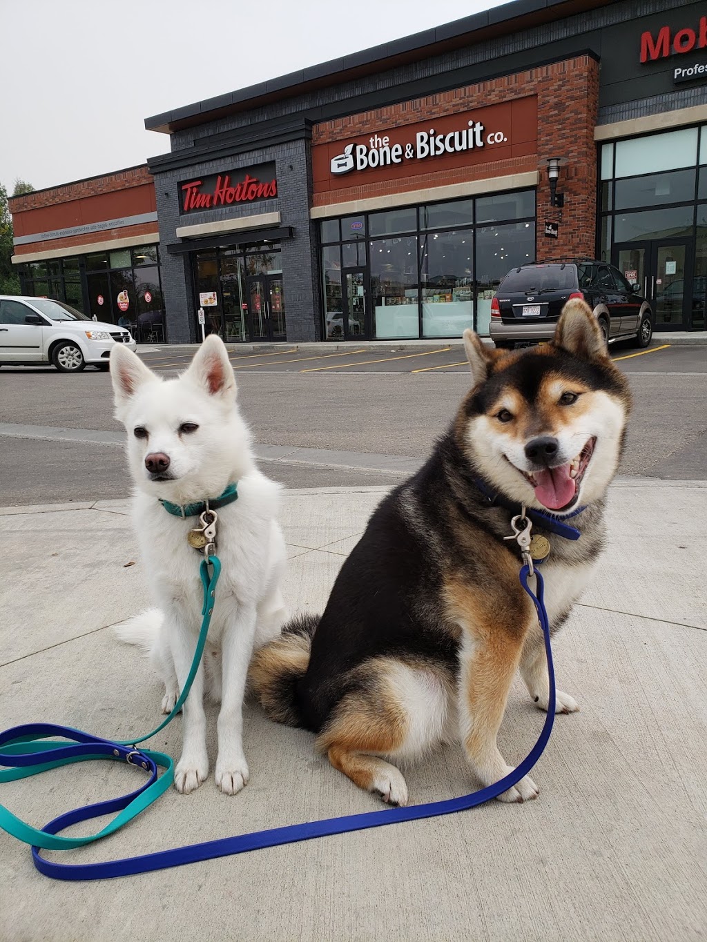 Bone & Biscuit | 9950 137 Ave NW, Edmonton, AB T5E 6W1, Canada | Phone: (587) 520-2752