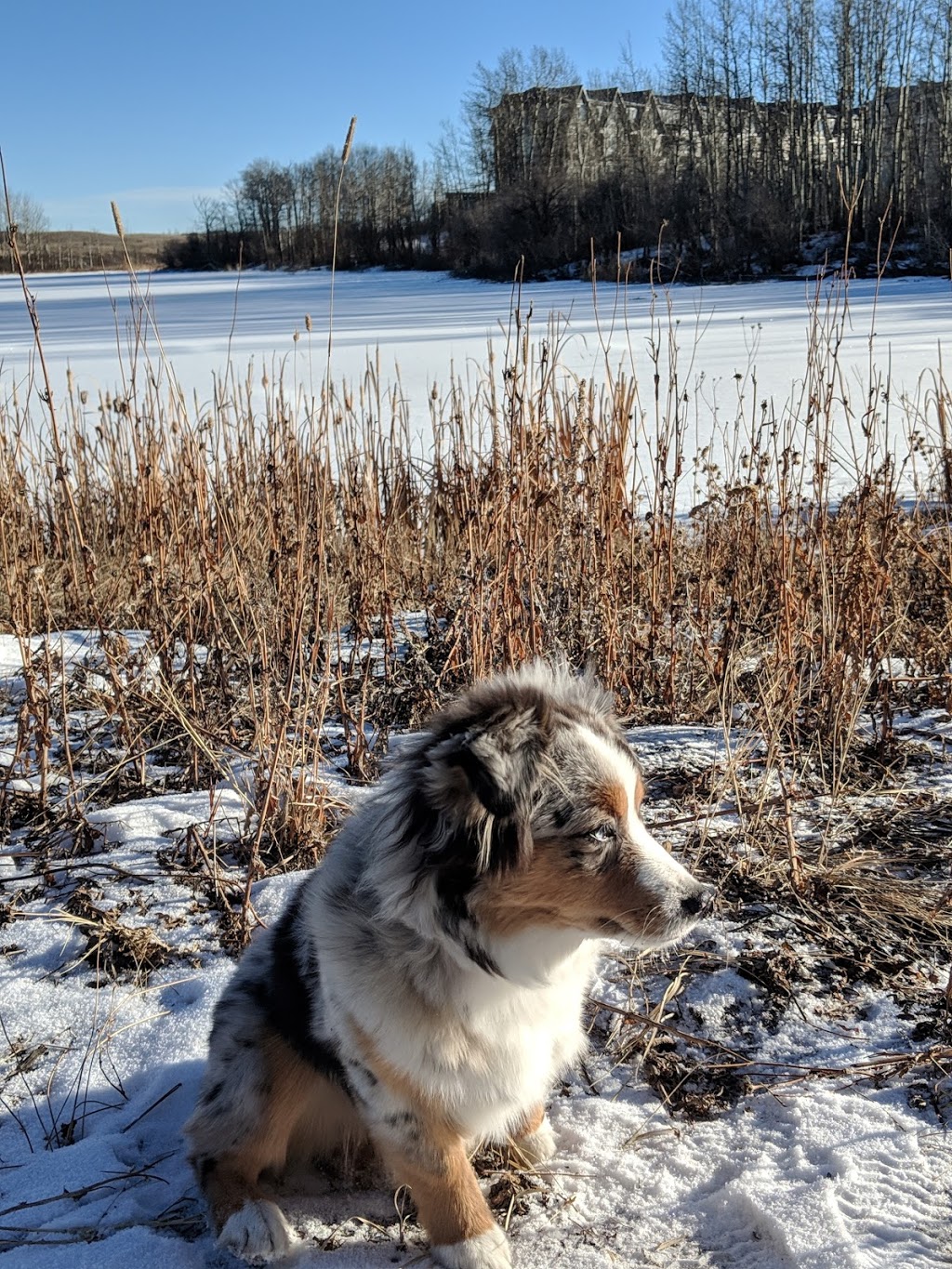 Fireside Bullrush Park | Cochrane, AB T4C 2A3, Canada