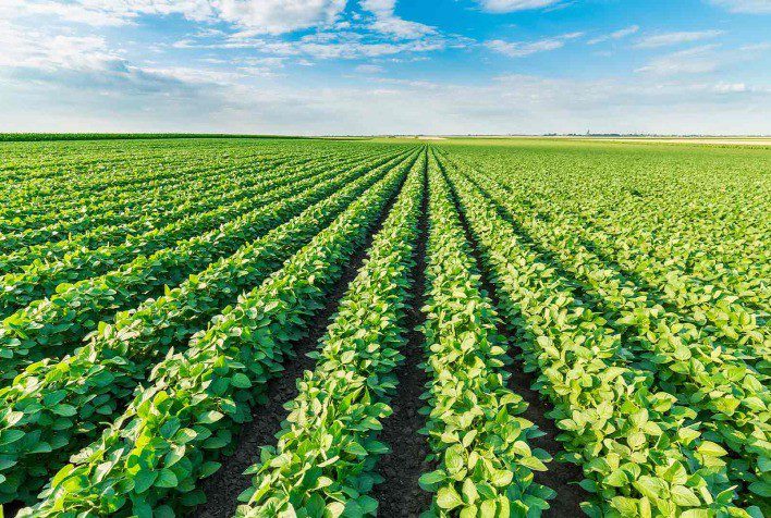 AVT Farms | 56 Brant County Hwy 53, Burford, ON N0E 1A0, Canada | Phone: (519) 861-5104