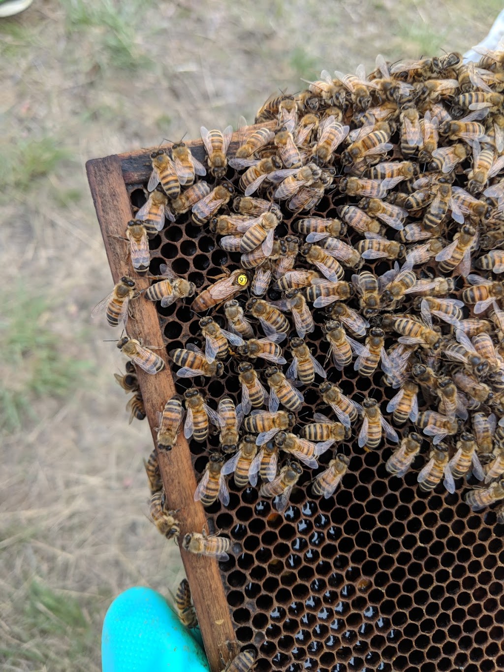 Lomonds Ashcroft Honey | Thompson River Estates, 1559 Steelhead Rd, Savona, BC V0K 2J0, Canada | Phone: (250) 457-7193