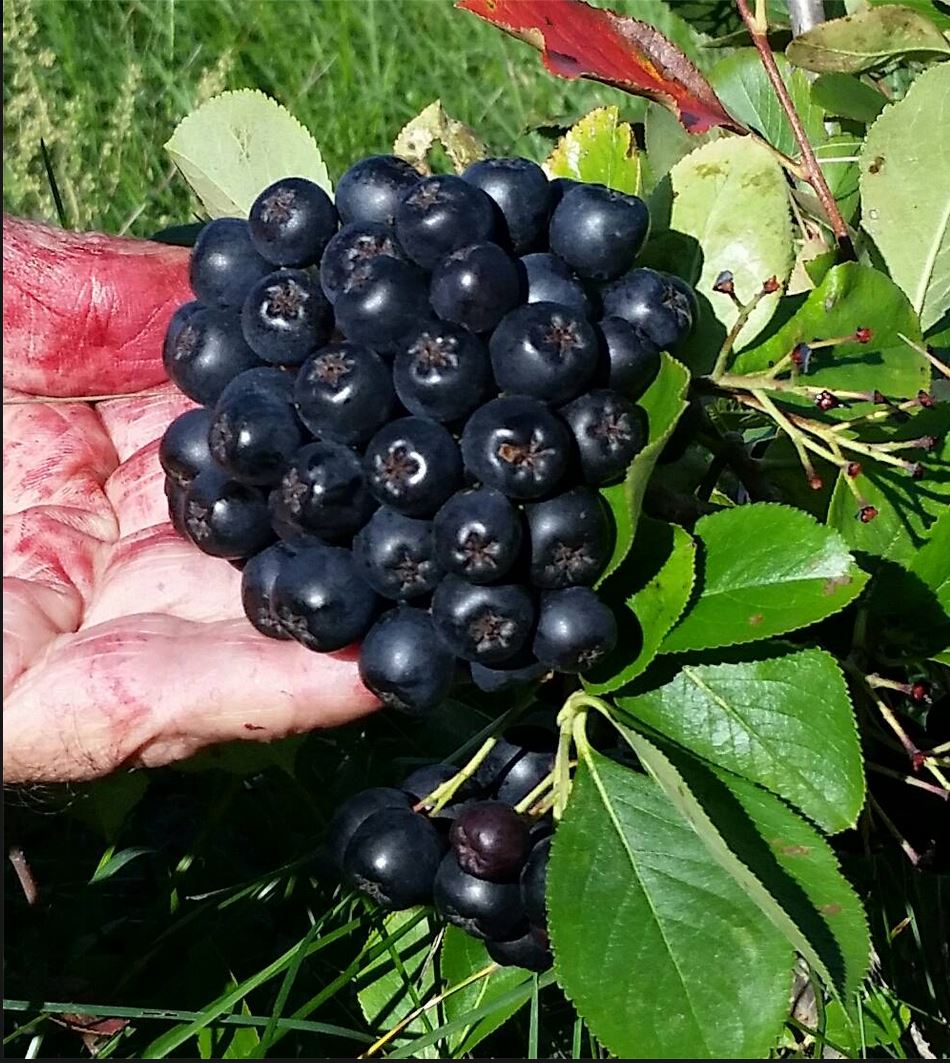 Silvios Aronia Farm | 1251 Scugog Line 8, Port Perry, ON L9L 1B2, Canada | Phone: (905) 985-3555